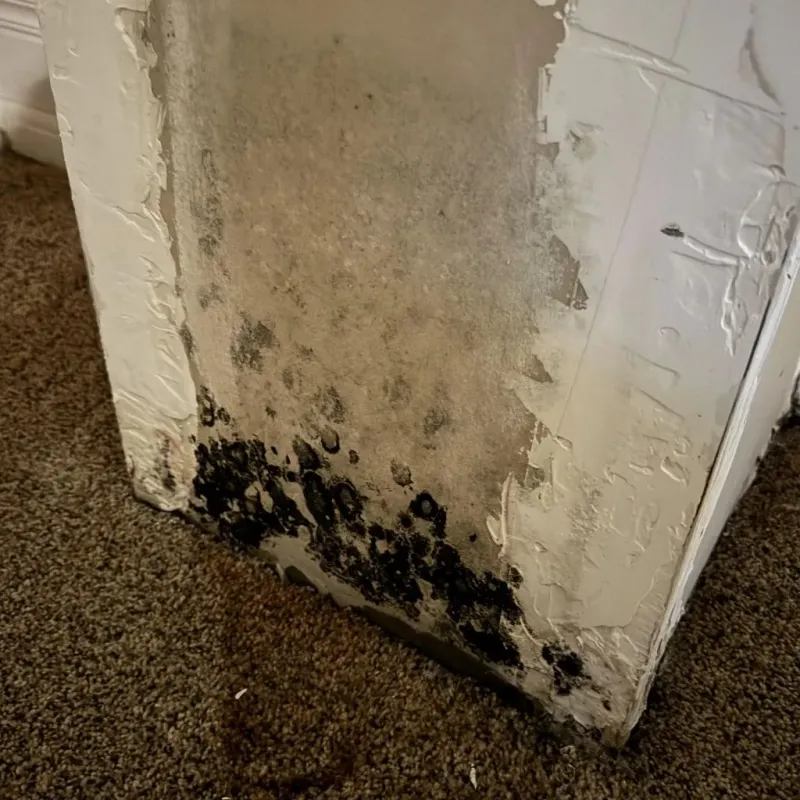Professional Mold Removal in Fort Valley, GA